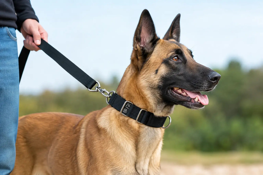 Why Use a Martingale? Fit, Control, and Safety