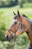 HFI regular bridle - HorseworldEU