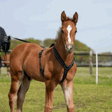 Herm. Sprenger foal harness