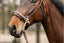 Trust Sopot bridle