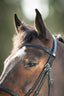 HFI regular bridle - HorseworldEU