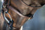 HFI regular bridle - HorseworldEU