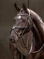 LeMieux Arika Grackle bridle - HorseworldEU